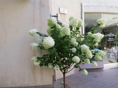 2024.10 ピラミッドアジサイ 13写真画面から2025年9月現在 ピラミッド