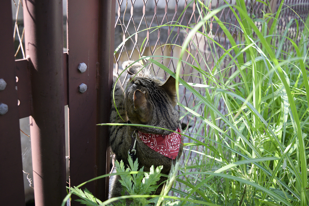 カナヘビを取り出そうとするキジトラ猫の虎ノ介