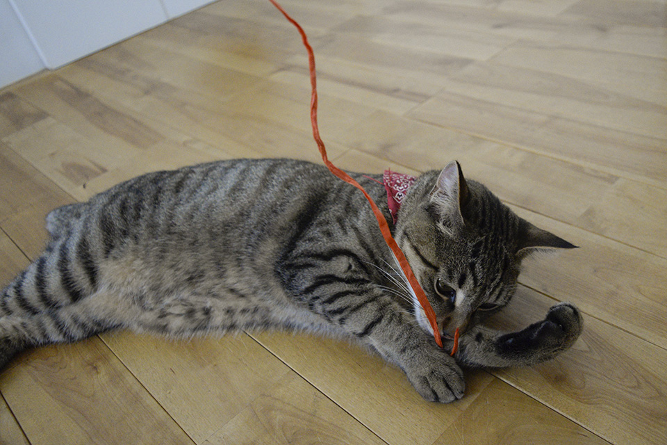 紐にじゃれるキジトラ猫の虎ノ介