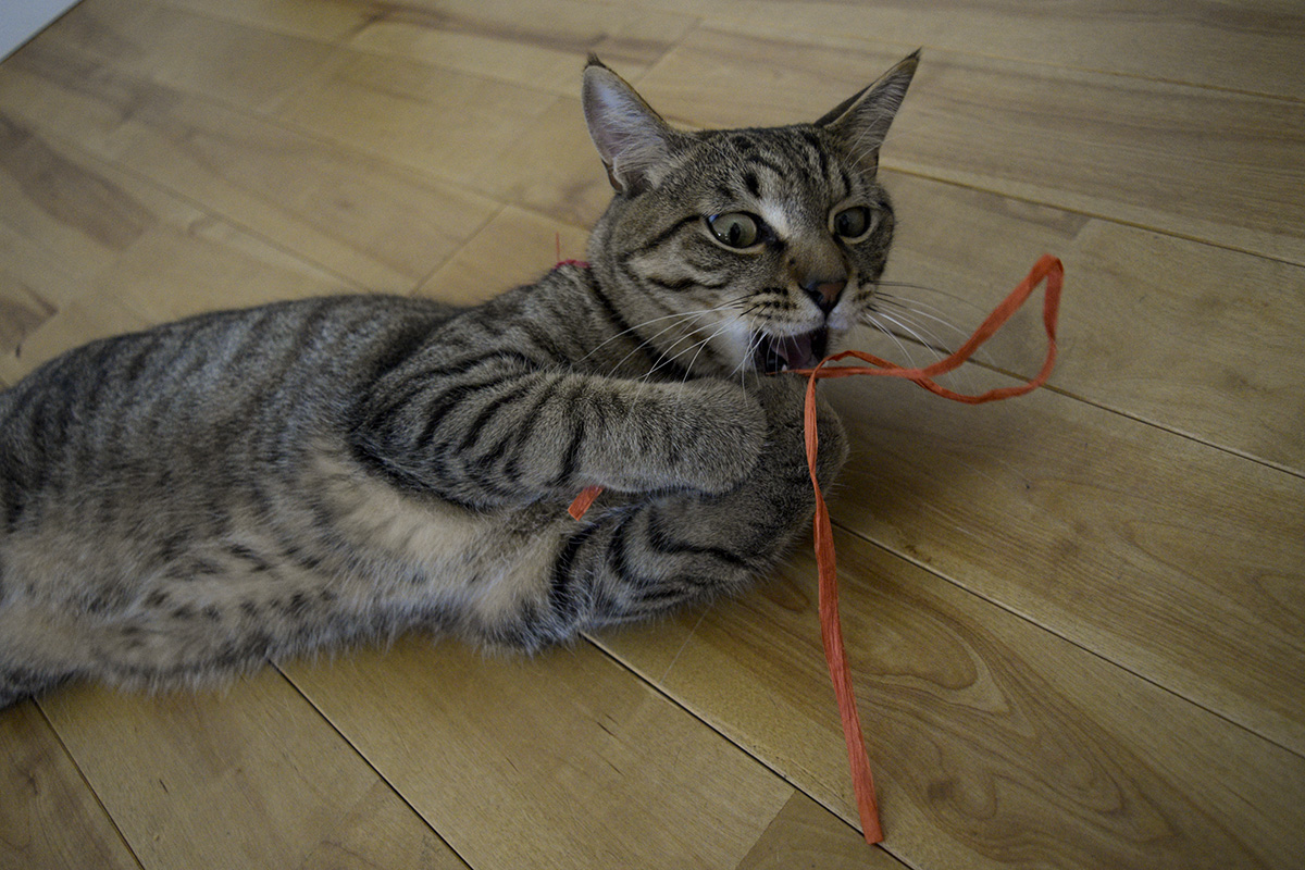紐にじゃれてすごい顔になるキジトラ猫の虎ノ介