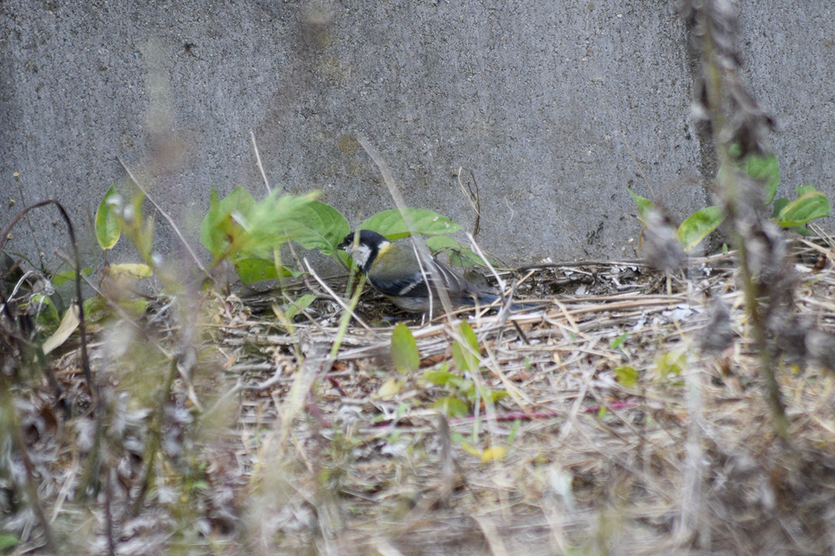 草に隠れて虫をついばむ鳥