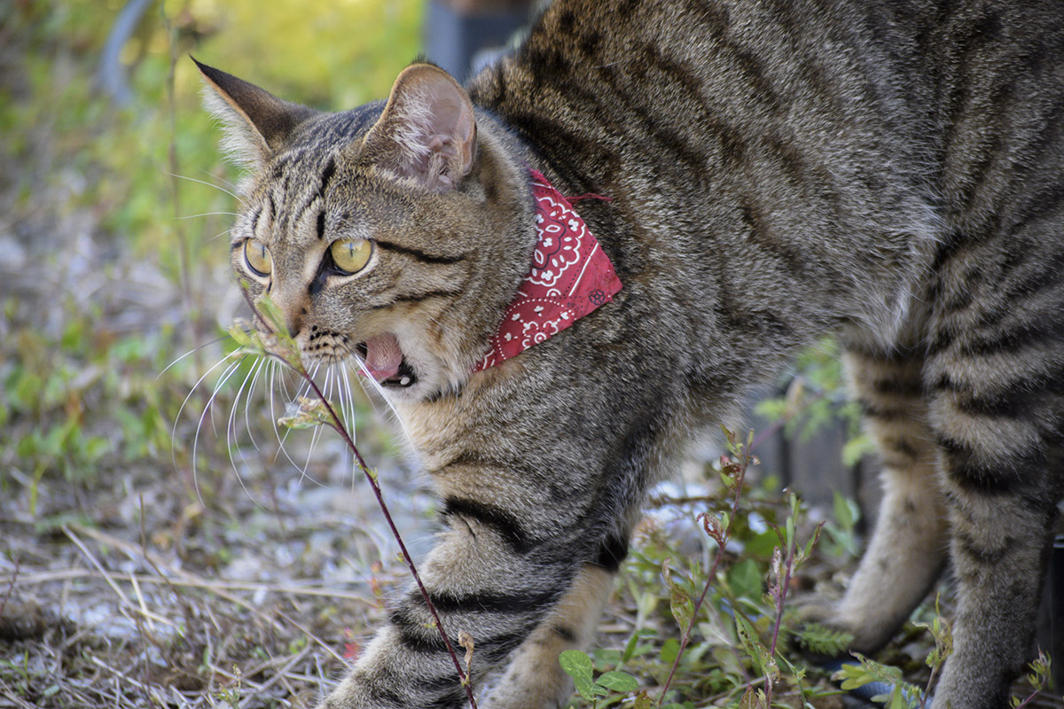 あくびをして本気を出そうとするキジトラ猫の虎ノ介