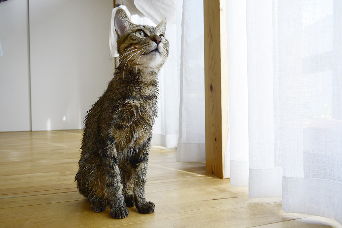 洗われたキジトラ猫の虎ノ介
