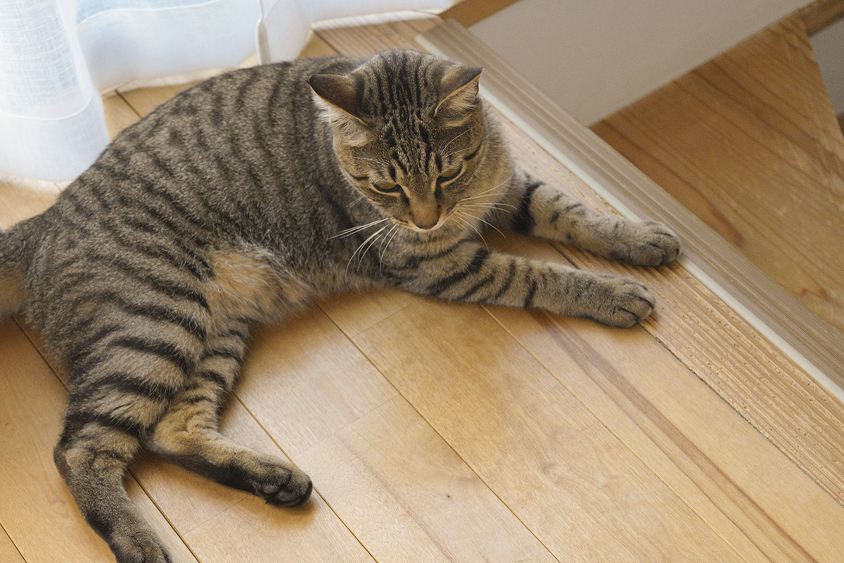 洗う前のキジトラ猫の虎ノ介(全身)