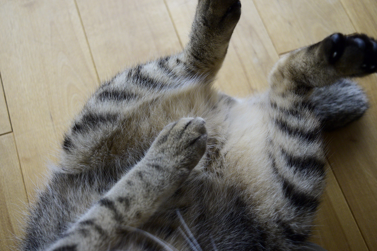 洗った後のキジトラ猫の虎ノ介(おなか)
