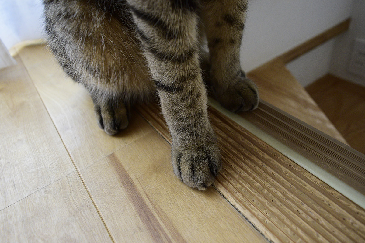 洗う前のキジトラ猫の虎ノ介(手)