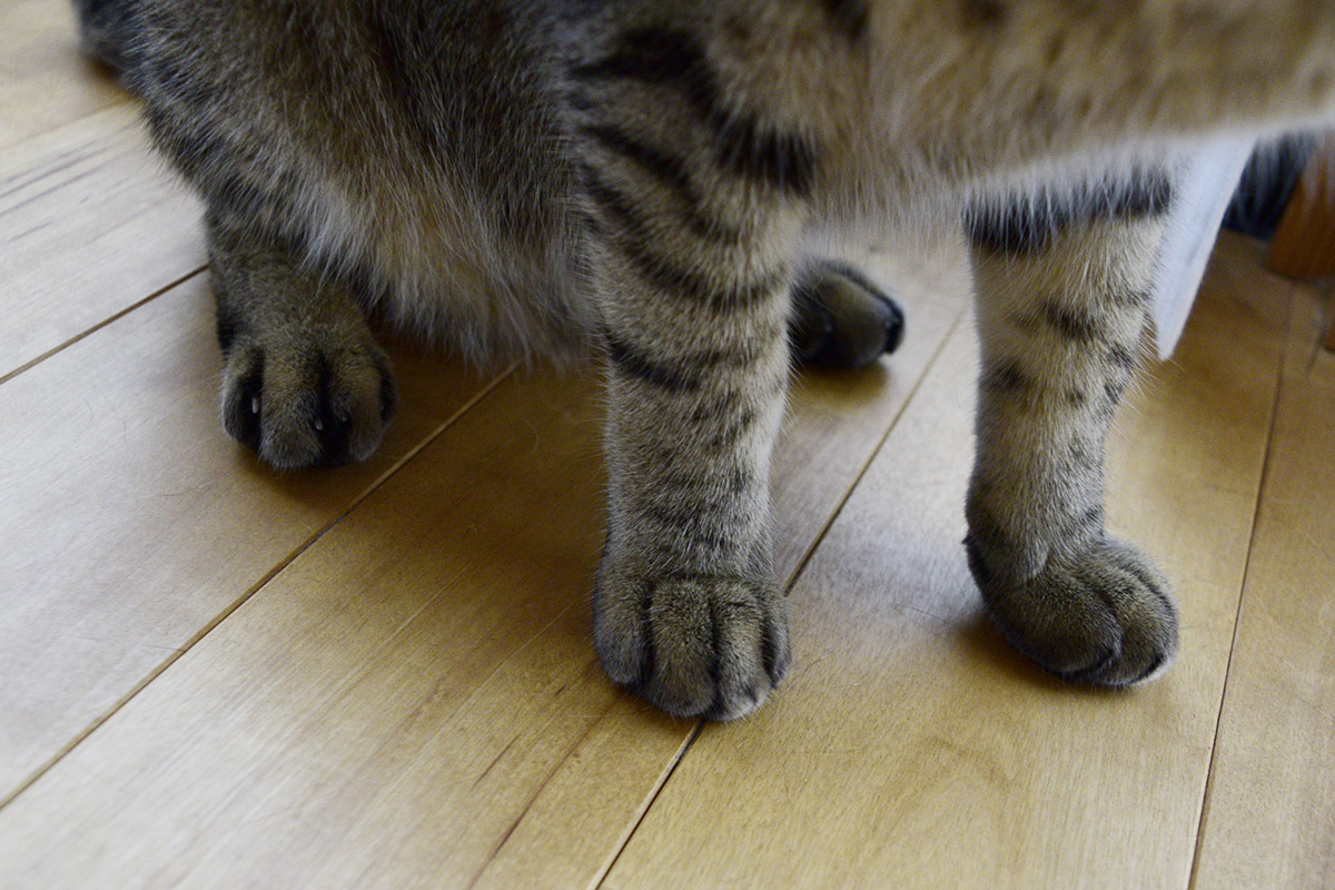 洗った後のキジトラ猫の虎ノ介(手)
