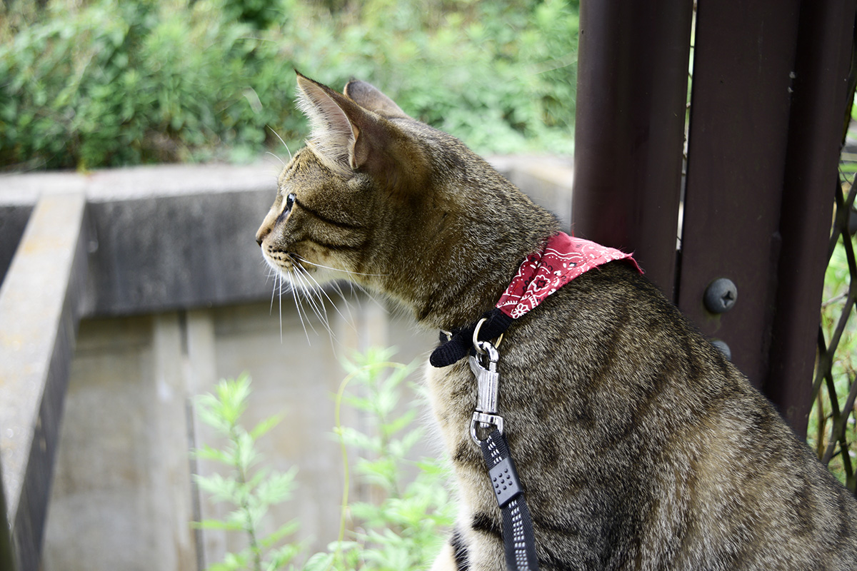フェンスの終わりをみつけたキジトラ猫の虎ノ介