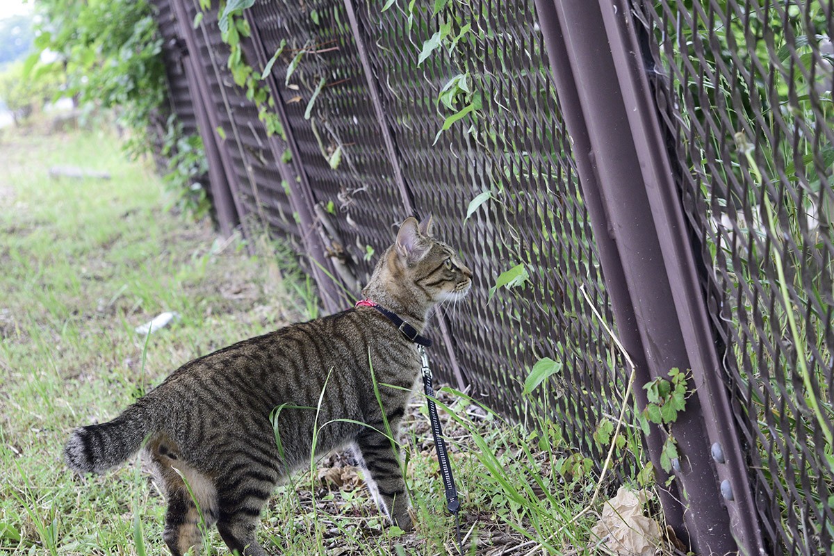 フェンスの向こうを見つめるキジトラ猫の虎ノ介
