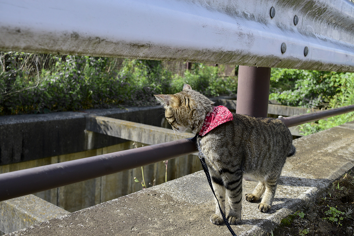 フェンスがない場所で下を見下ろすキジトラ猫の虎ノ介の