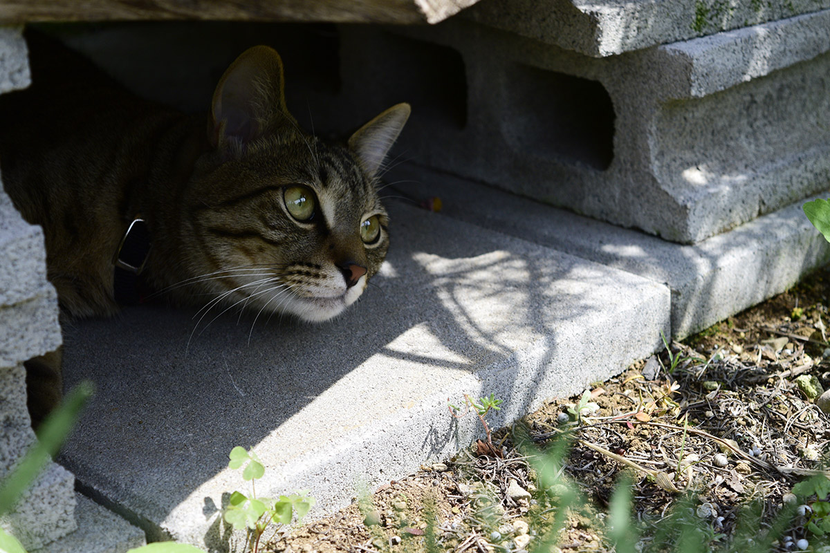物陰から歩道を覗くキジトラ猫の虎ノ介