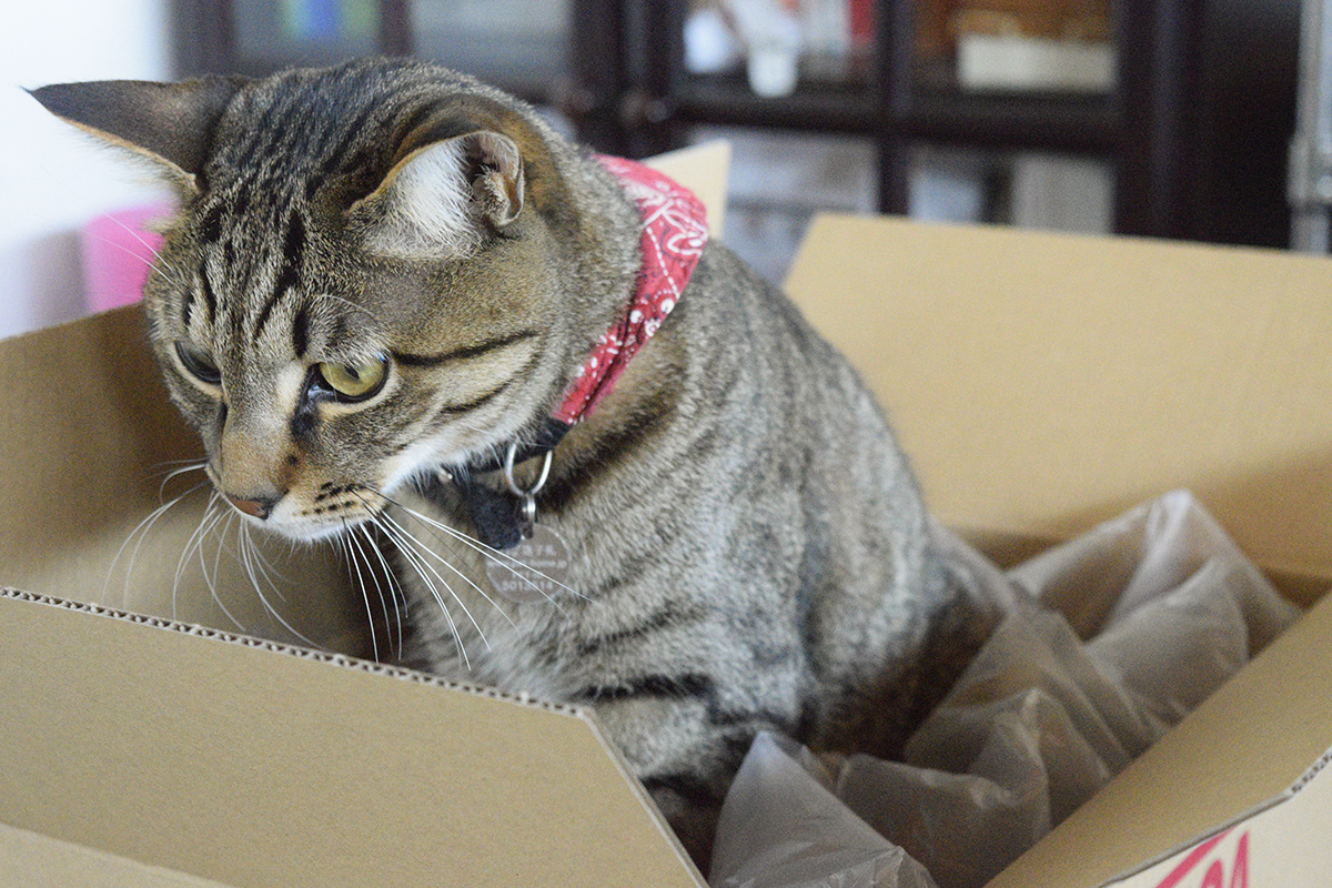 箱をチェックするキジトラ猫の虎ノ介