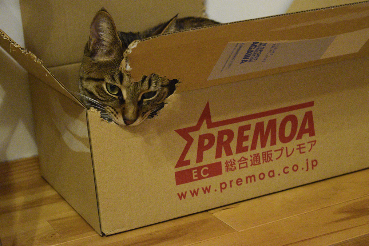 微調整するキジトラ猫の虎ノ介