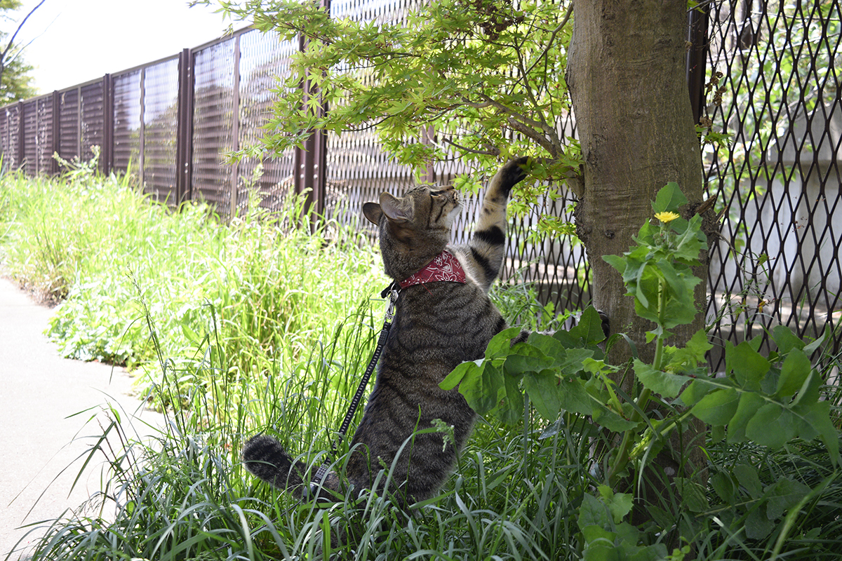 狙いを定めるキジトラ猫の虎ノ介