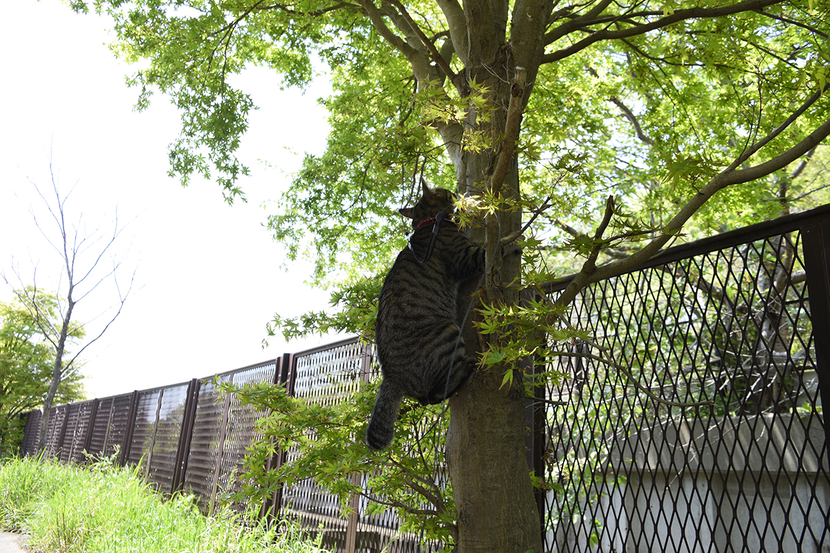 木の幹につかまって後ろ足を踏ん張るキジトラ猫の虎ノ介