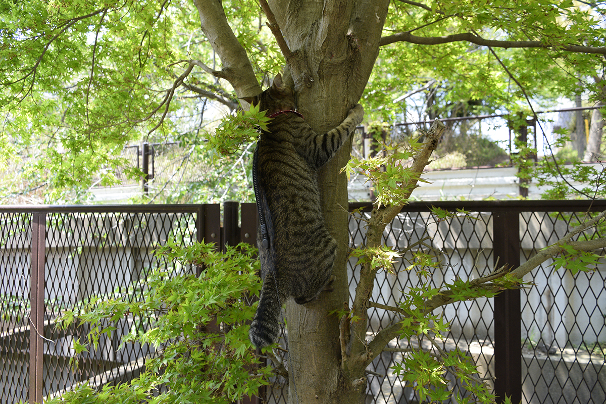 るキジトラ猫の虎ノ介