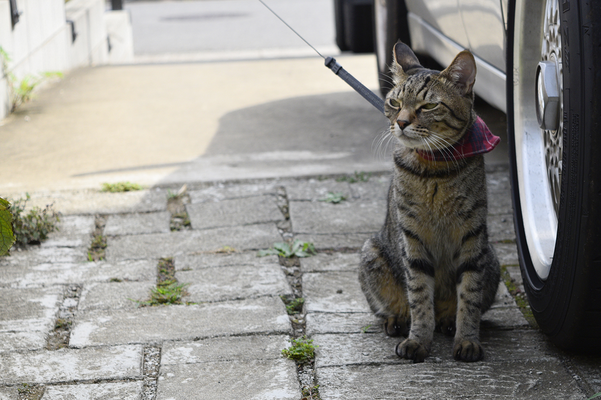 春太を見つめるキジトラ猫の虎ノ介