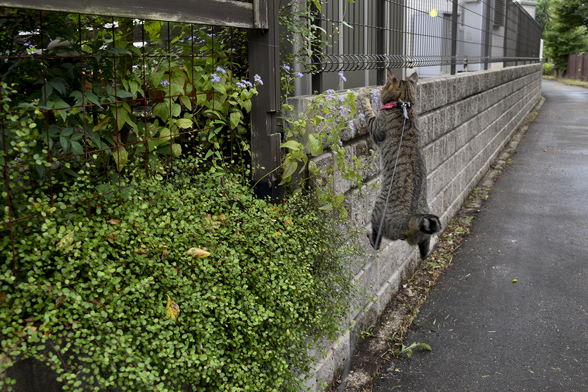 蝶々をキャッチしのがすキジトラ猫の虎ノ介