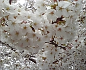20070402_344097.jpg