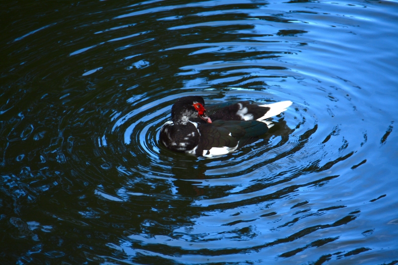 DSC_9056.jpg