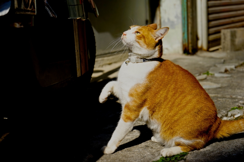 DSC08732.jpg