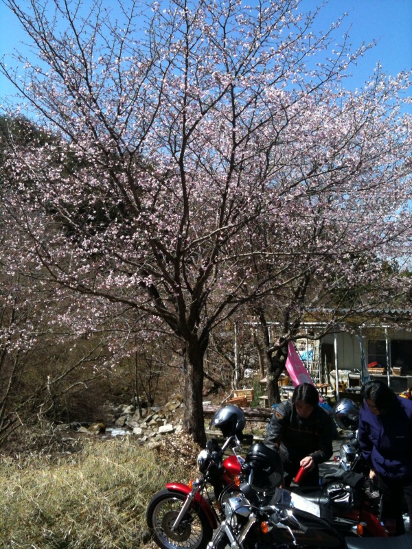 桜バイク100425