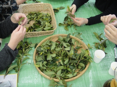 日本茶