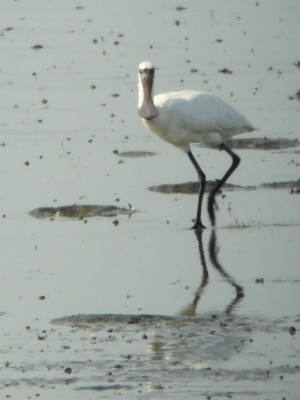 クロツラヘラサギ幼鳥