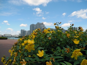 隅田川