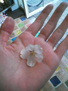桜