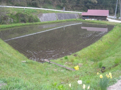 田植え完了