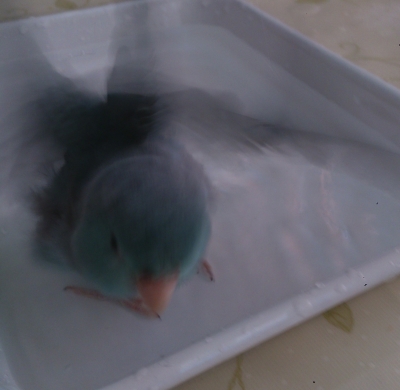 ララちゃん1.jpg