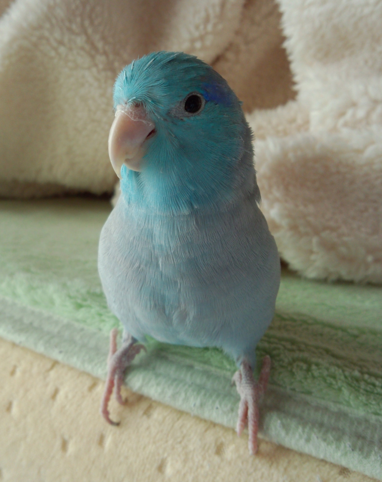 春くん.jpg