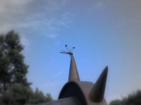 トンボ