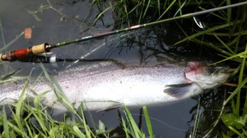 DSC_0204.jpg