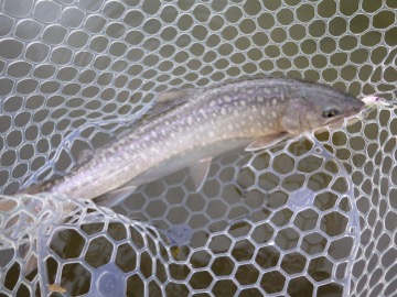 RIMG5982.jpg