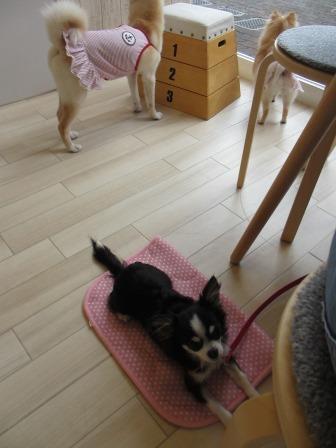 IMG_4545.JPG