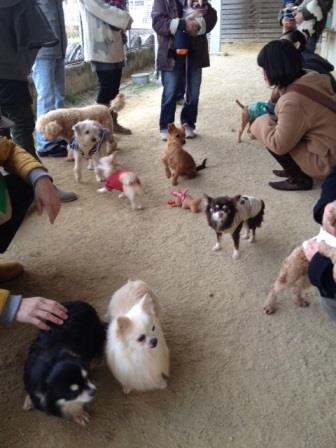 譲渡会2.JPG
