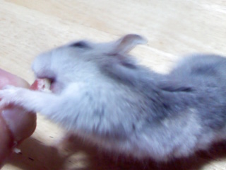 ¤¤ç¤¦¤â¤Ò¤Ã¤·
