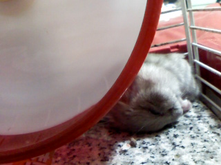 ¤ª¤Ò¤ë¤Í