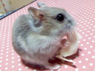 ¤ª¤¤Ë¤¤¤ê