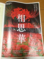 曼珠沙華 salus