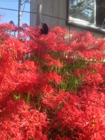 曼珠沙華 蝶々