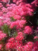 曼珠沙華 華2