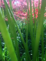 曼珠沙華 華5