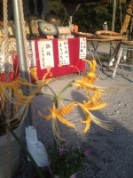 曼珠沙華 華6