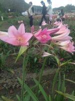 曼珠沙華 華8