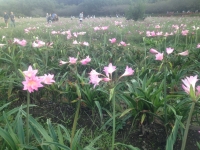 曼珠沙華 華9