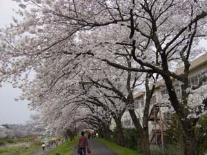 土手桜