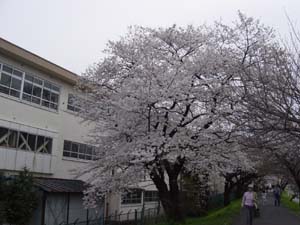 横二小裏桜